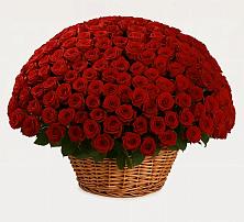 Премиум букет из: Розы в Волчанске